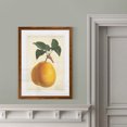 thumbnail image 4 of Antique Pear Botanical II - Barnwood Framed - 23 x 31 - Maple, 4 of 4