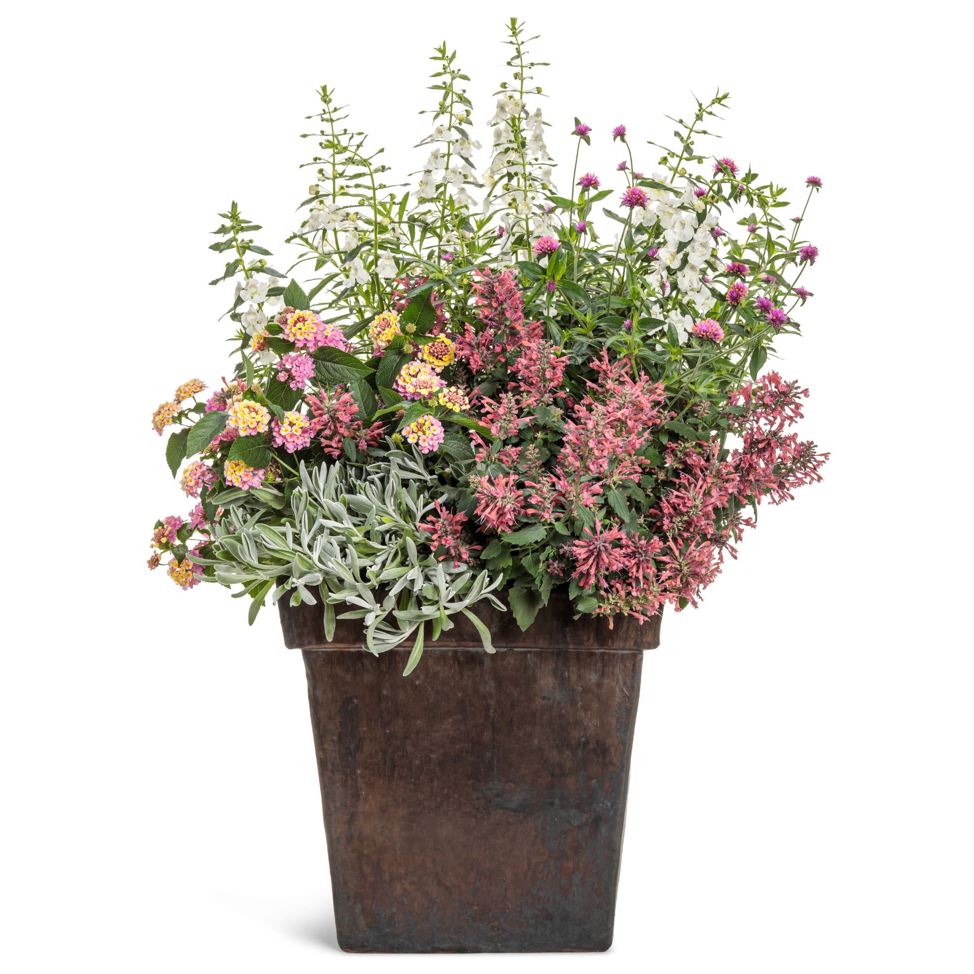 Proven Winners 4" White Silver River Didelta Live Plant in 4.25" Pot (4 Count)