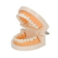 thumbnail image 1 of Modelo de dientes, modelo de dientes de enseñanza dental, modelo de dientes de estudio dental, modelo de dientes de demostración, apariencia llamativa, 1 of 12