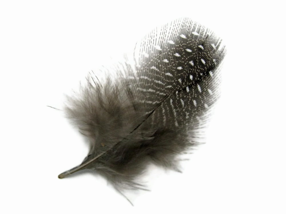 count 1/4 lb Spotted Guinea Hen Feathers 1-4" body plumage 12 colors 1600 