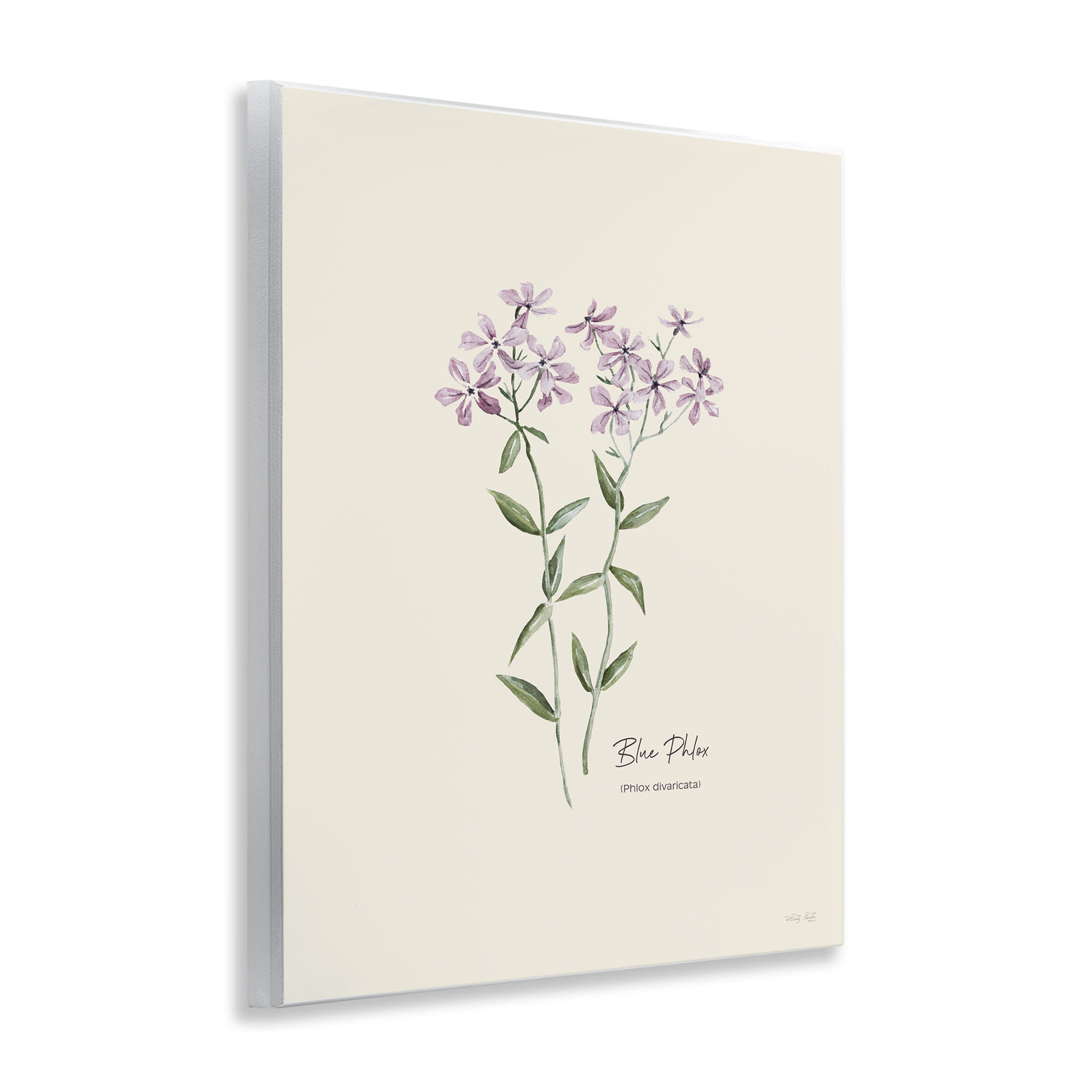 Stupell Industries Country Herb Diagram Botanical & Floral Painting Unframed Art Print Wall Art, 11 x 14
