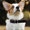 thumbnail image 4 of 1 Uds. Collar de perro de cuero enrollado-collares cómodos para perros medianos-collares para mascotas para perros medianos y grandes Sincero Electrónica, 4 of 5