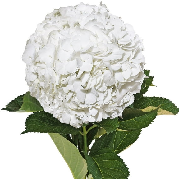 Hydrangeas Jumbo 12 Stems of White Farm Direct Fresh Cut Flowers by Bloomingmore
