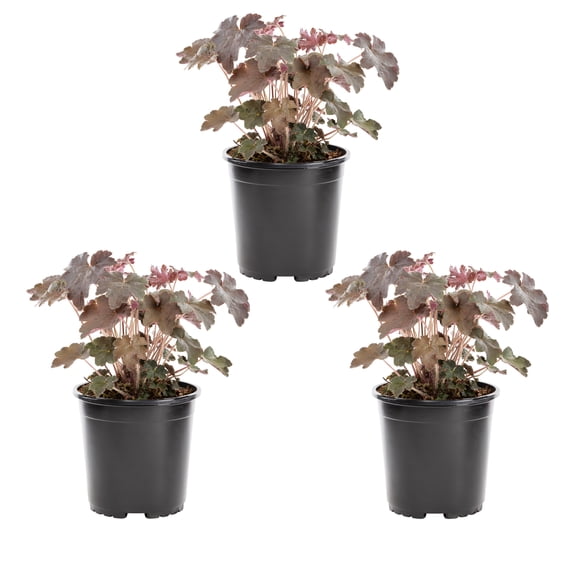 Expert Gardener 2QT Purple Heuchera Live Perennial Plant Sun 3-Pack