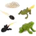 thumbnail image 1 of Ensemble Cycle de Vie de la Grenouille 5 Pcs, Figurines de Croissance Modèle Aides Éducatives Jouets, 1 of 3