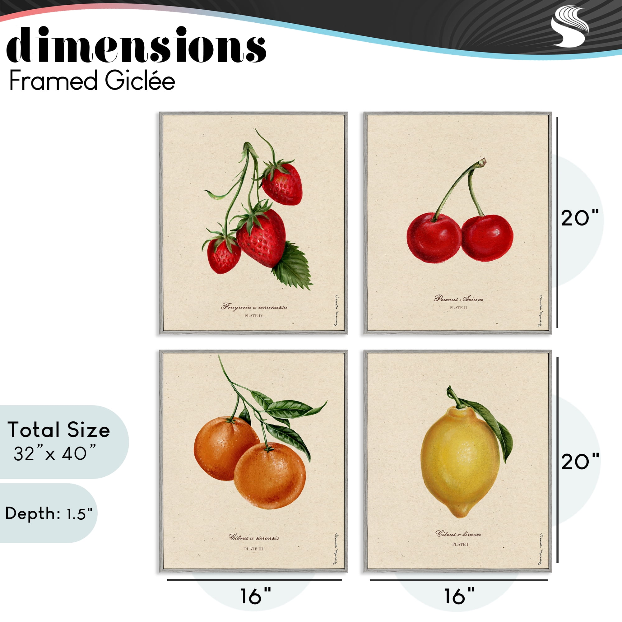 Stupell Industries Vintage Fruit Portraits 4 Piece Gray Framed Giclee Art Set, design by Danielle Murray