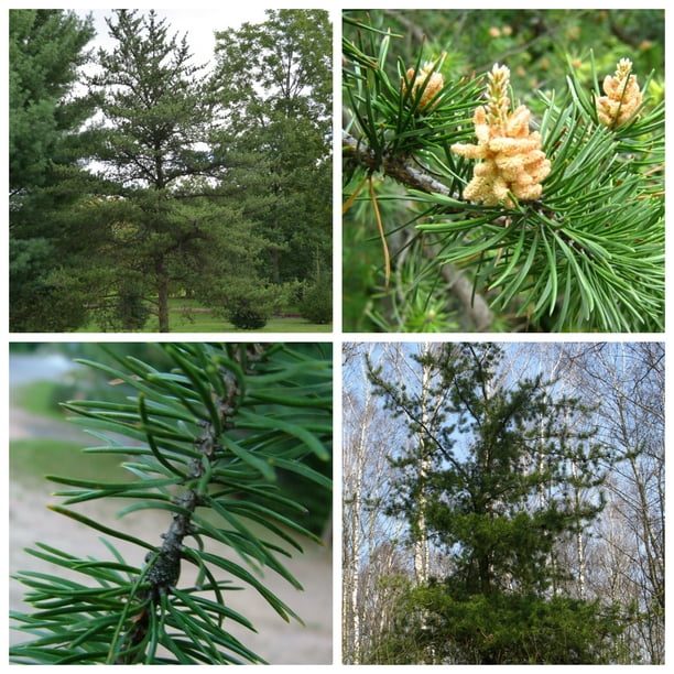 Jack Pine Tree Seeds - Pinus banksiana - 25 Seeds - Walmart.com ...