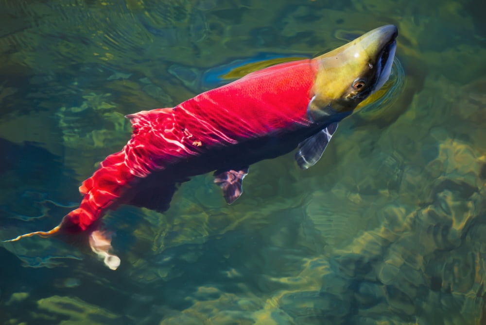 A Sockeye Salmon (o