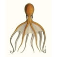 thumbnail image 3 of Unknown 20x24 Black Modern Framed Museum Art Print Titled - Antique Octopus Collection VI, 3 of 5