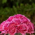 thumbnail image 5 of 16 Heads Silk Rose Flowers in Glass Vase with Faux Water, 5 of 5
