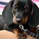 thumbnail image 1 of LOLIPPYY Correa Doble Para Perros Con De Nylon Resistentes De 1 Pulgada Color Negro, 1 of 8