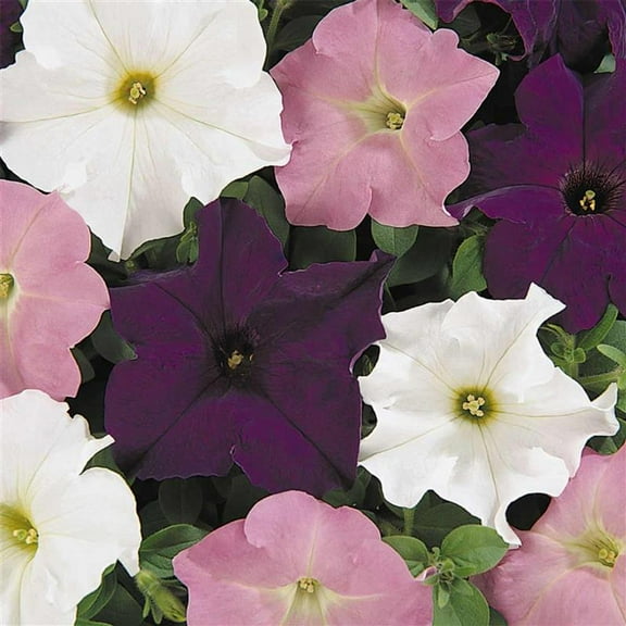 Pelleted Petunia Dreams Series Waterfall Mix Seed ~25 Seeds – Petunia x hybrida – 10–15" Mounding Annual – Full Sun – Grandiflora Blooms – Hanging Basket & Planter Favorite – Non-GMO
