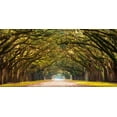 thumbnail image 2 of Anonymous 14x9 White Modern Wood Framed Museum Art Print Titled - Path lined with oak trees, 2 of 4