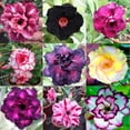 thumbnail image 3 of Gardenera Labs Desert Rose Potting Soil - Perfect Formula for Healthy and Vibrant Adenium Growth - 3 QUARTS, 3 of 3