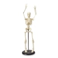 thumbnail image 2 of My First Skeleton - 16-1/2", 2 of 2