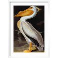 thumbnail image 2 of Art.com Audubon: Pelican Giclee Print by John James Audubon, White Frame Wall Art, 17" x 23", 2 of 5