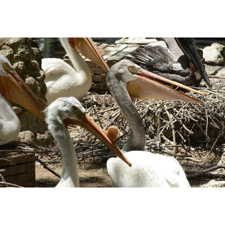 Framed Art for Your Wall Pelican White Pelicans Wildlife Animal Birds White 10x13 Frame