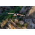 thumbnail image 2 of Jones, Adam 24x17 White Modern Wood Framed Museum Art Print Titled - Horned puffin flying-Bird Island-Lake Clark National Park and Preserve-Alaska, 2 of 4