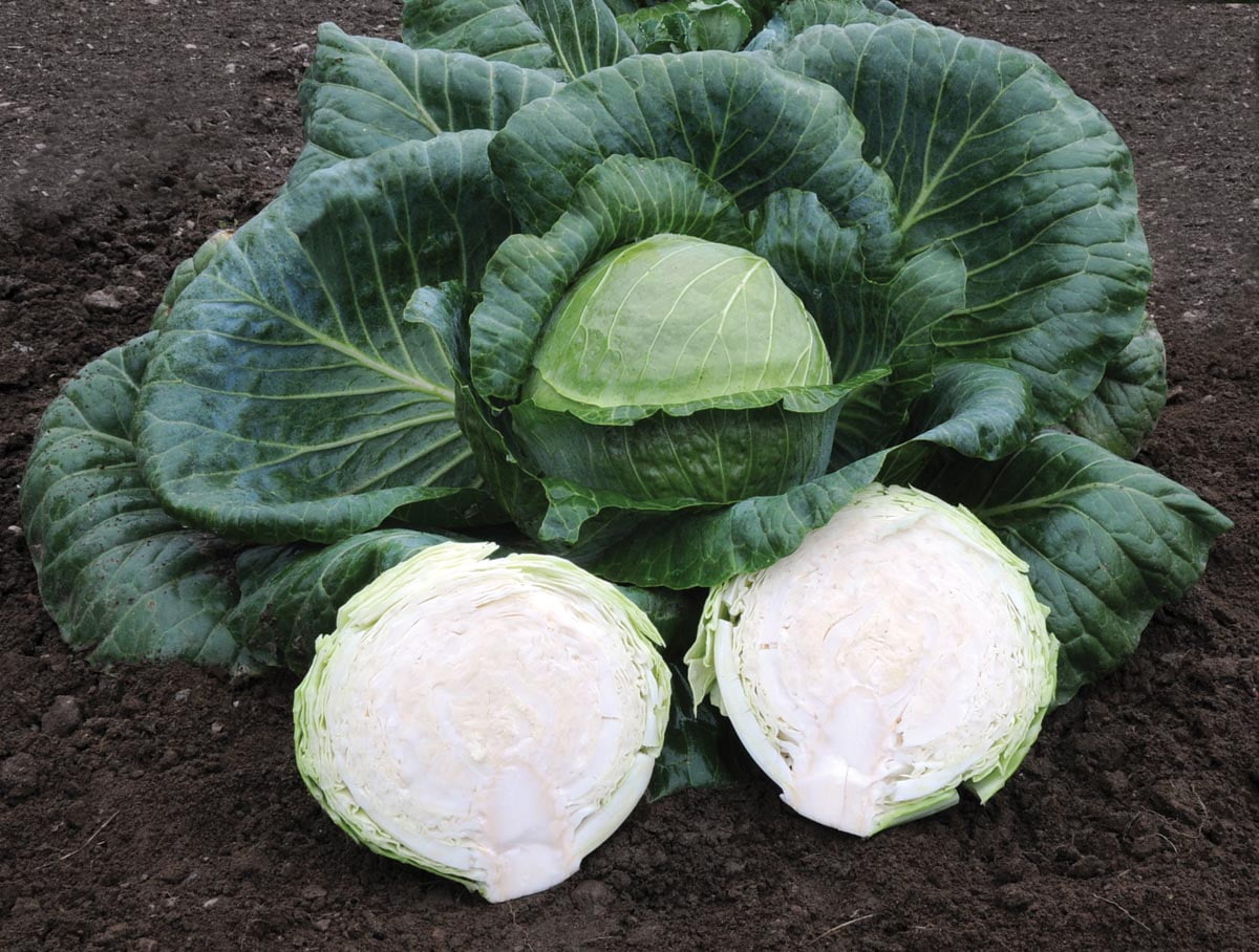 Kaitlin Cabbage Seeds