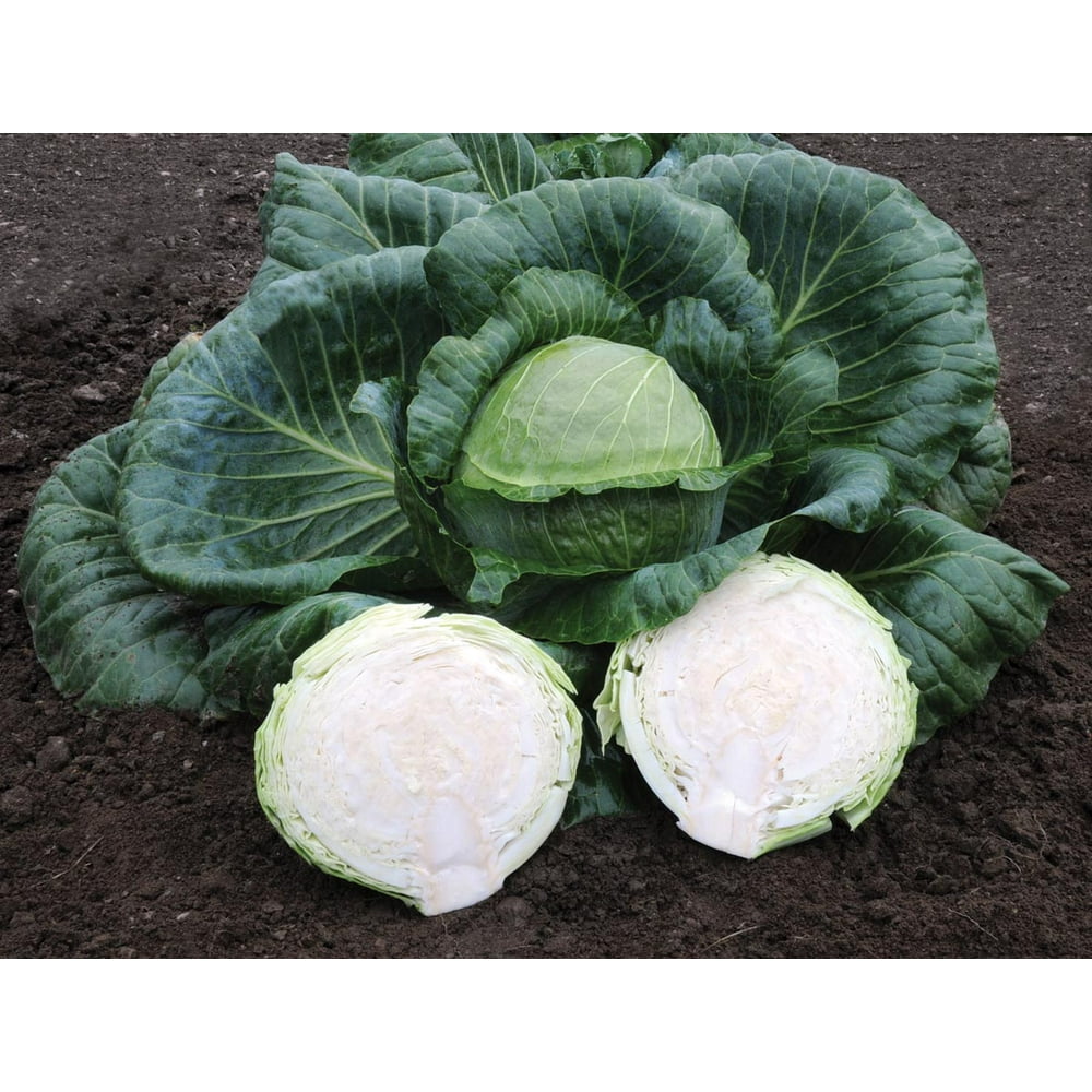 Kaitlin Cabbage Seeds