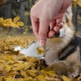 thumbnail image 3 of FREEAMG Jigsaw Puzzles for Adults 500 Pieces Dog Corgi On A Walk in Beautiful Autumn Forest Puzzle Buffalo Games, 3 of 6