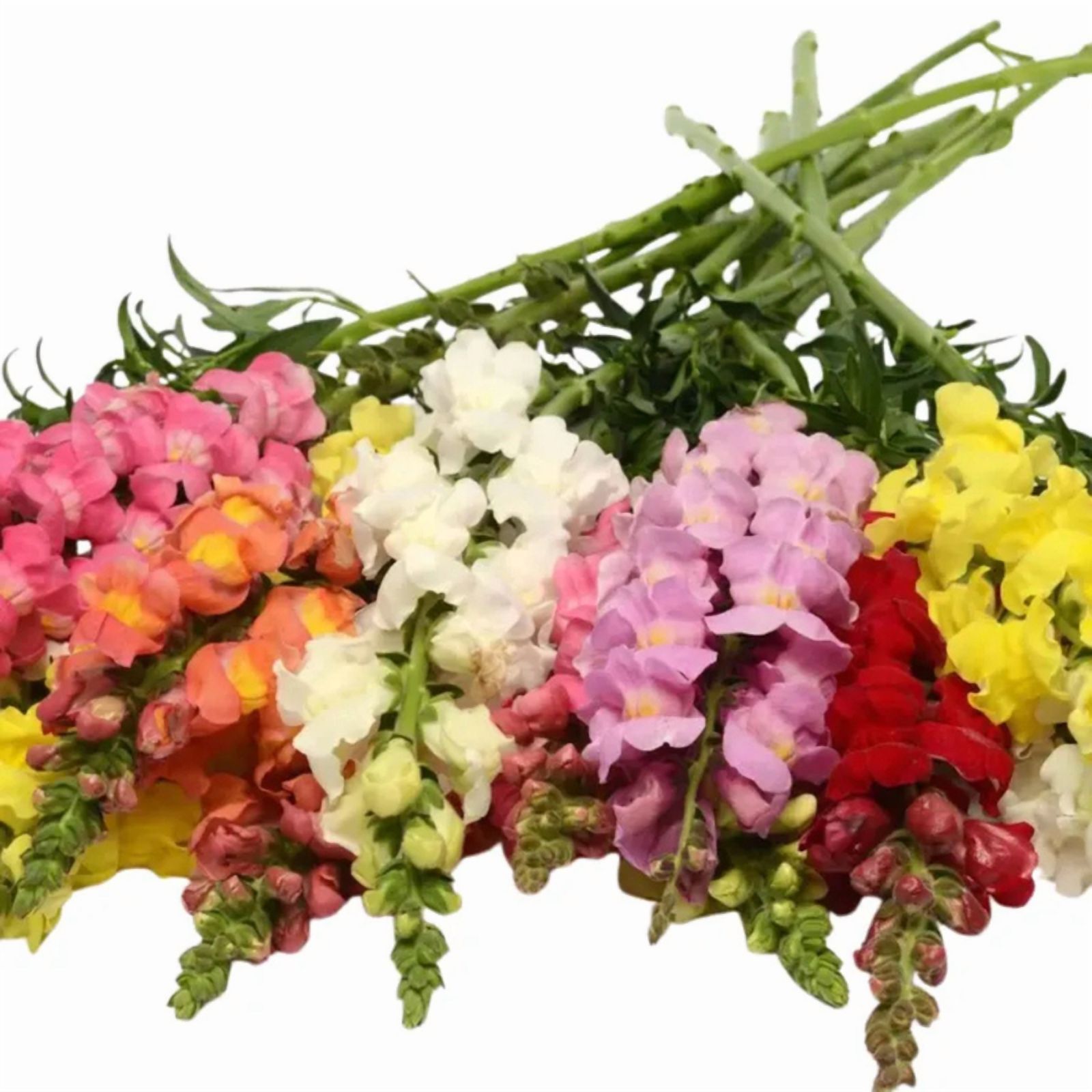 30 Potomac Snapdragon Mix Seeds