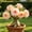 D, variant on Rare Desert Rose —(Non-Artificial)--10 color options-- Low-Maintenance — Perennial Garden Favorites — An Ideal Choice