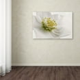 thumbnail image 4 of Trademark Fine Art Cora Niele White Helleborus Canvas Wall Art - 22x32, 4 of 4