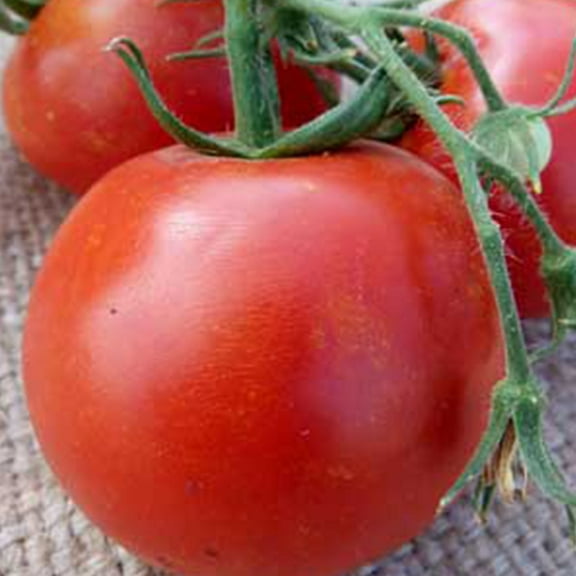 Floradade Tomato Seeds ~25 Seeds - Heirloom, Open Pollinated, Non-GMO, Farm & Vegetable Gardening Seeds
