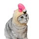 thumbnail image 2 of Sombreros para perros y gatos Sincero  Hogar, 2 of 4