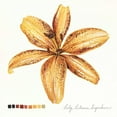thumbnail image 2 of Popp, Grace 12x12 Gold Ornate Wood Framed with Double Matting Museum Art Print Titled - Lilium IV, 2 of 4