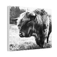 thumbnail image 3 of HIghland Bull Canvas Stretched, 0.75", 3 of 4