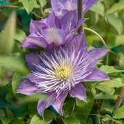 Crystal Fountain Clematis Vine, Bare Root Starter Perennial Plant (1-Pack)