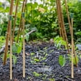 thumbnail image 2 of 36Pcs Cane Topper Garden Cane Caps Bamboo Plastic Cane Topper Protectors, 2 of 8