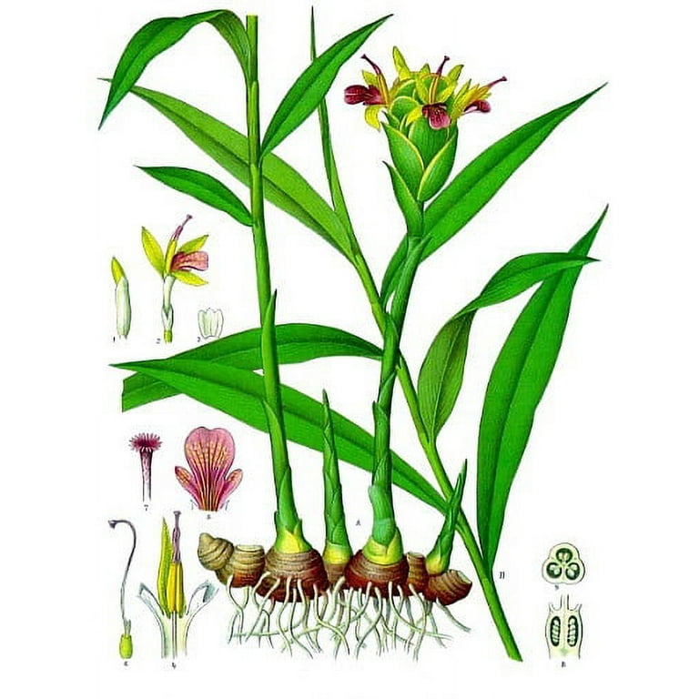 Underground Stem Ginger