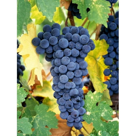 Napa Valley Cabernet - Cabernet Sauvignon Grapes, Napa Valley, California Print Wall Art By Karen Muschenetz