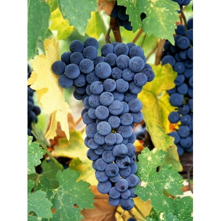 Cabernet Sauvignon Grapes, Napa Valley, California Print Wall Art By Karen