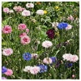 thumbnail image 3 of Everwilde Farms 500 Tall Mixed Bachelor Button Flower Seeds, Resealable Mylar Packaging, 3 of 5