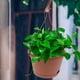 thumbnail image 4 of unbranded 2Ud Macetero De Pared Colgante Oscuro Para Plantas En Jardín Y, 4 of 8