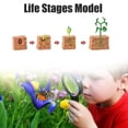 thumbnail image 1 of Plant Life Cycle Of A Growth Stage Model Educational Plant Growth Cycle Toy For School Kid Children, 1 of 4