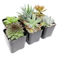 thumbnail image 3 of Pet-friendly Succulent Pack - Set of 8, 3 of 5