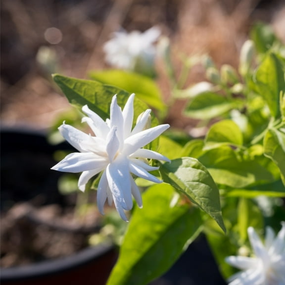 Live Belle of India Jasmine Plant 4 to 9 Inches Tall, for Outdoor Spaces, Jasmin Flower Plant