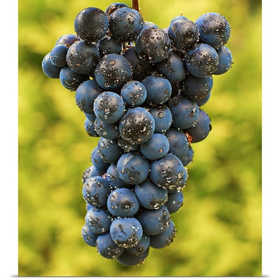 Great BIG Canvas Ad Spruijt Poster Print entitled Grapes