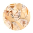thumbnail image 2 of Ocean Beach Spiral Seashells, Natural Craft Seashell Charms Small Conch Shells for Home Party Wedding Decor Candle Making Fish Tank Vase Filler (50g/0.11lb), 2 of 8