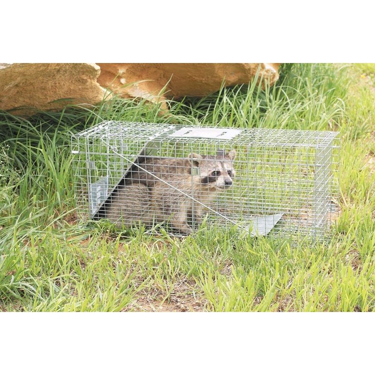 Havahart 1085 Easy Set Live Animal Trap – For Raccoons, Cats, Groundhogs
