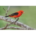 thumbnail image 2 of Jones, Adam 24x17 Black Ornate Wood Framed with Double Matting Museum Art Print Titled - Scarlet tanager-Rio Grande Valley-Texas, 2 of 4