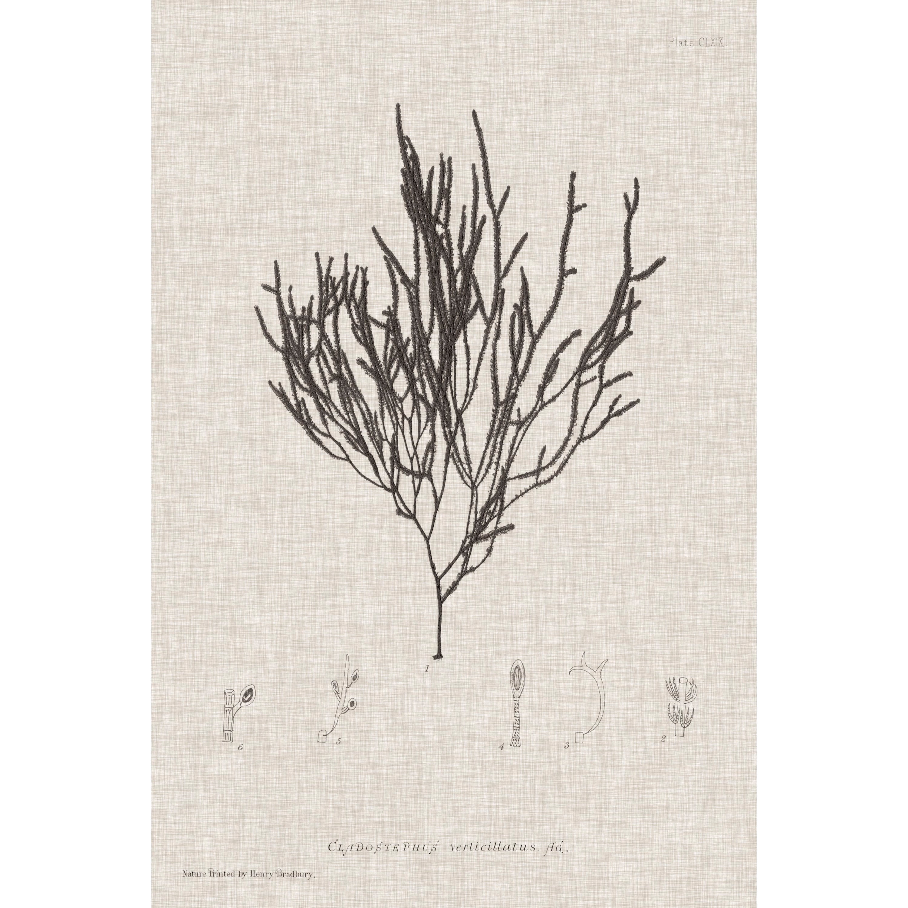Marmont Hill "Linen Seaweed IV" Painting Print on Wrapped Canvas
