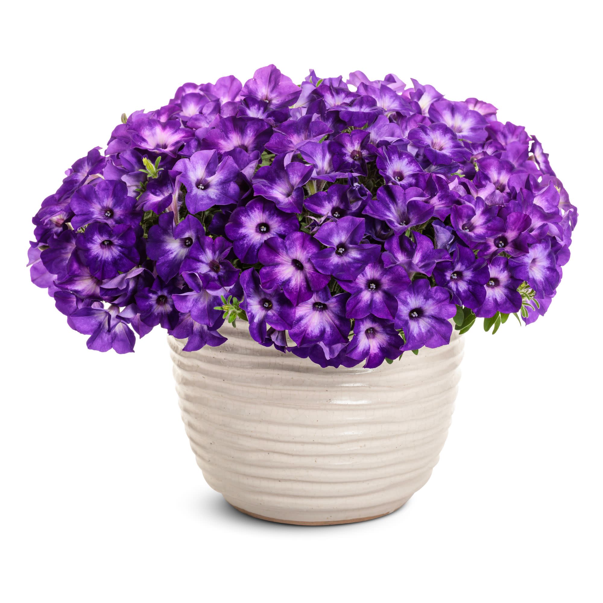 Proven Winners 4" Purple Supertunia Blue Tiara Petunia Live Plant in 4.25" Pot (4 Count)