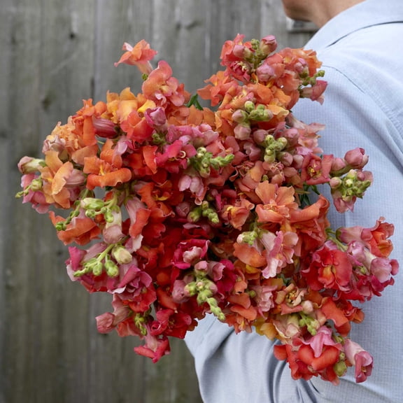 Eden Brothers Snapdragon Seeds - Madame Butterfly Bronze