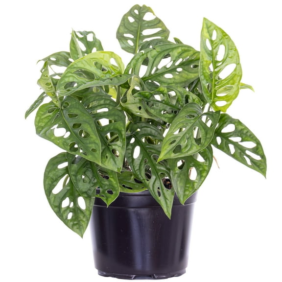 United Nursery Live Monstera Adansonii Plant 8-12 inches Tall in 6-inch Grower Pot